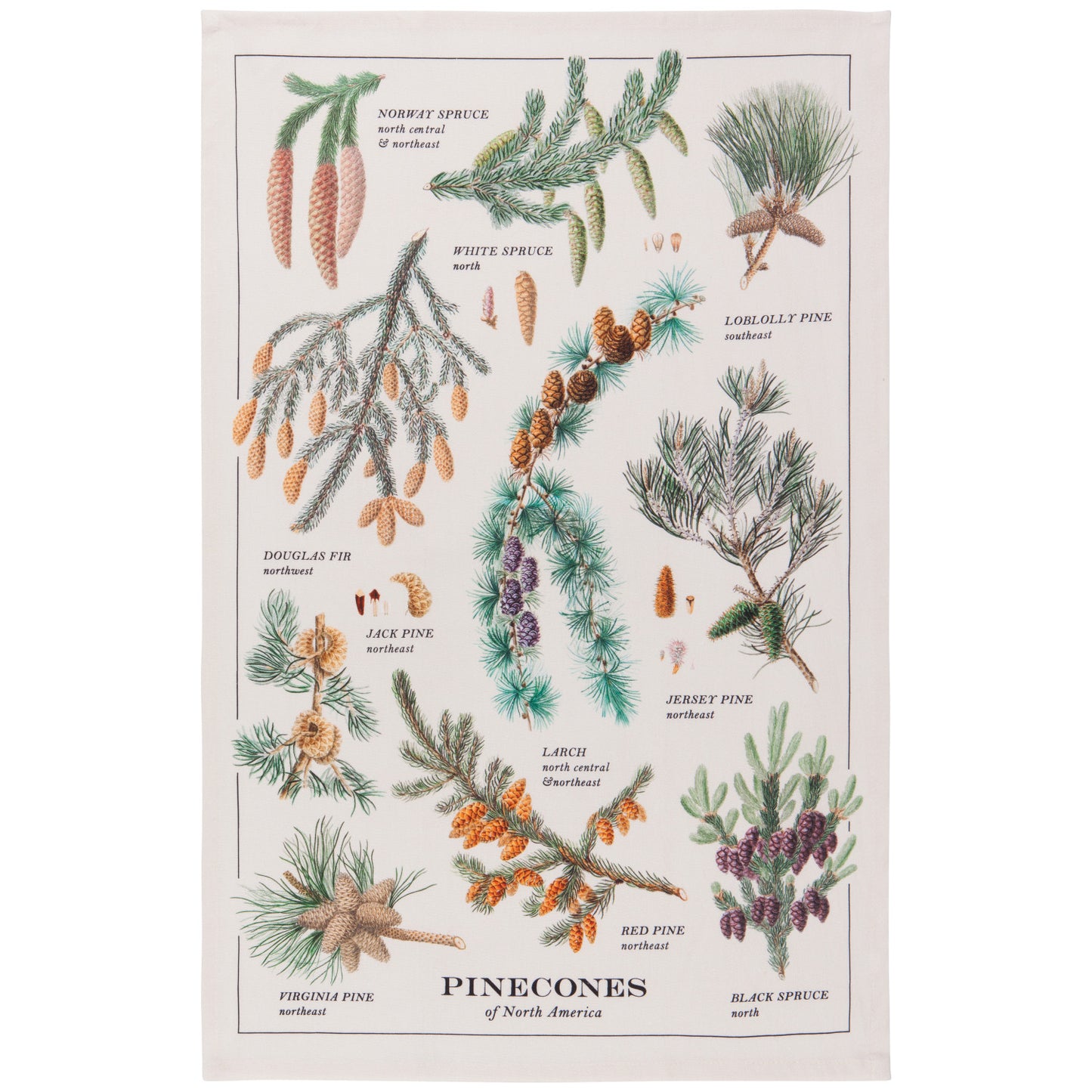 Pinecones Dishtowel