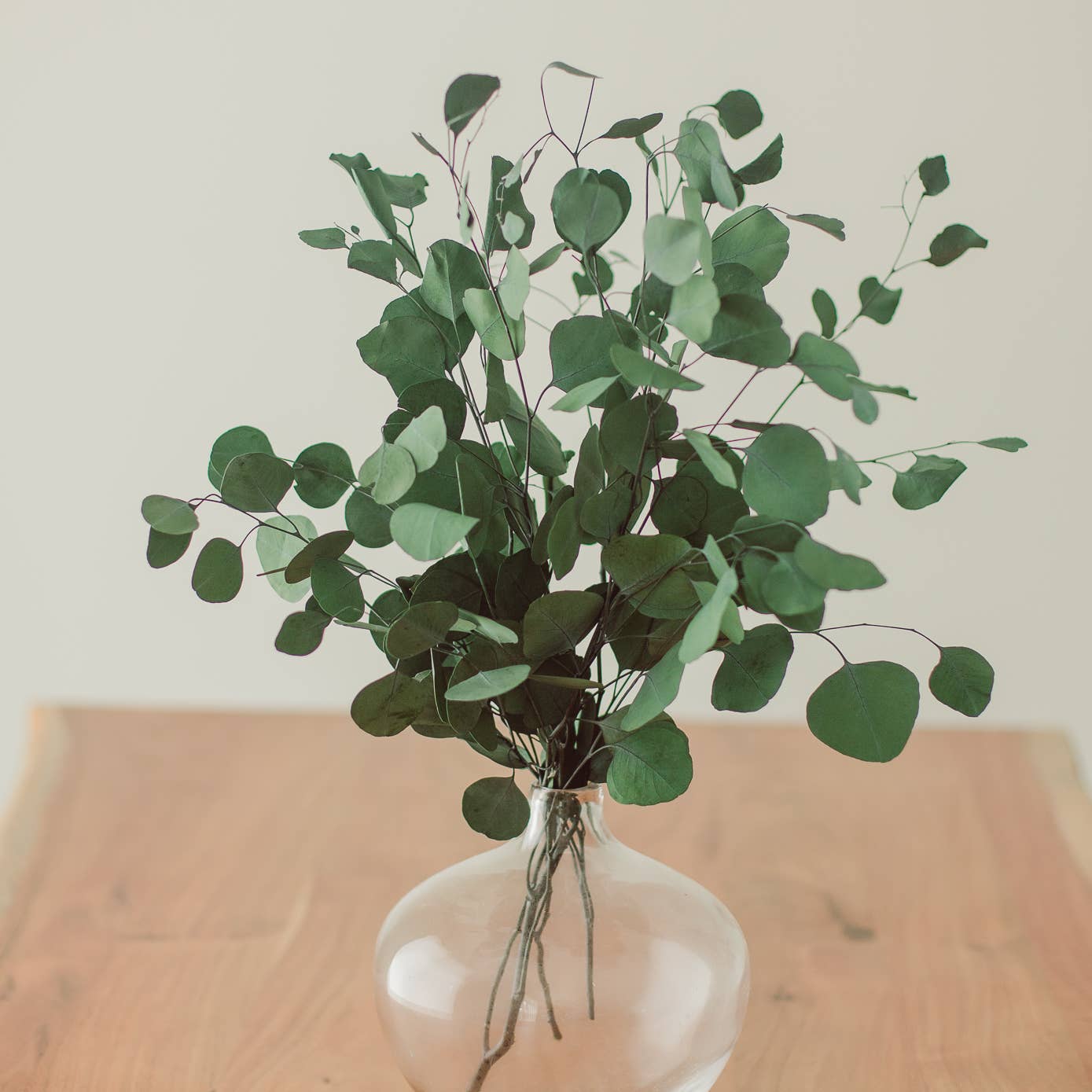 Green Silver Dollar Eucalyptus Bundle