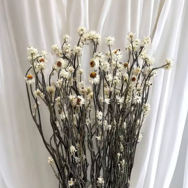 Preserved White Daisies